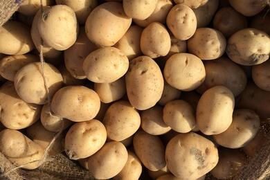 Иллюстративный снимок. Фото: pushpendra singh / Pixabay.com