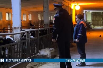 Милиционер и сотрудница фермы смотрят на коров. Скриншот видео МВД Милиционер и сотрудница фермы смотрят на коров. Скриншот видео МВД