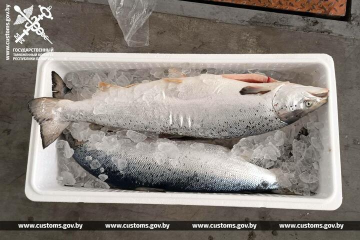 Контрабандный лосось, который задержали таможенники. Март 2025 года, Беларусь. Фото: ГТК