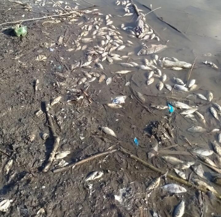 В минском водоеме по ул. Горецкого обнаружили замор рыбы. Фото: Минский городской комитет природных ресурсов и охраны окружающей среды