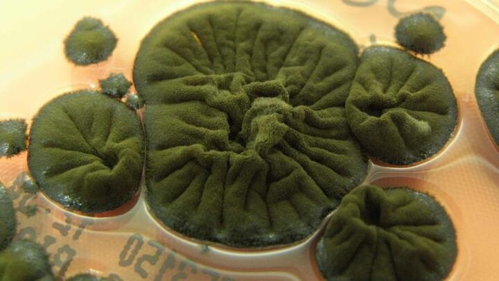 Черный грибок Cladosporium sphaerospermum. Фото: atlasmicologia.blogspot.com