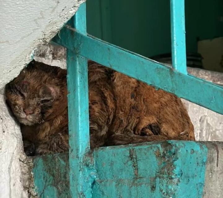 Спасшаяся кошка. Скриншот: tiktok.com/@oozzh_shans_na_zhizn